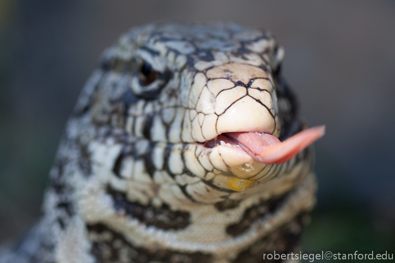 tegu tongue